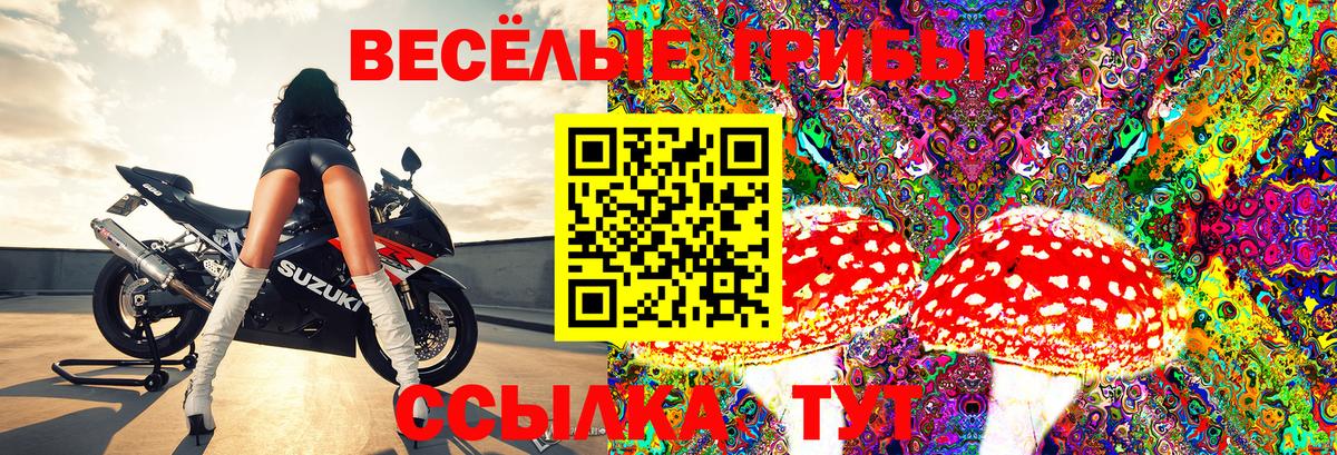 Псилоцибиновые грибы Psilocybine cubensis Заинск